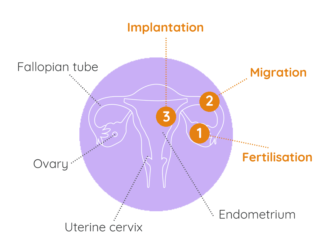 Pregnancy implantation