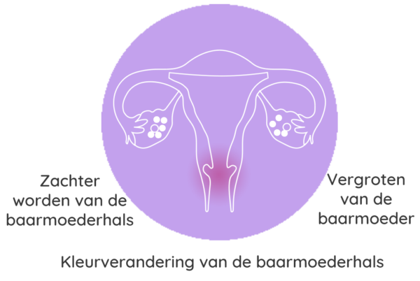 Zwangerschap - ABORTinfo