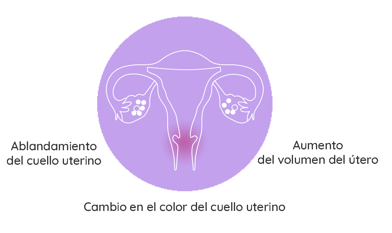 esquema-de-ovulacion