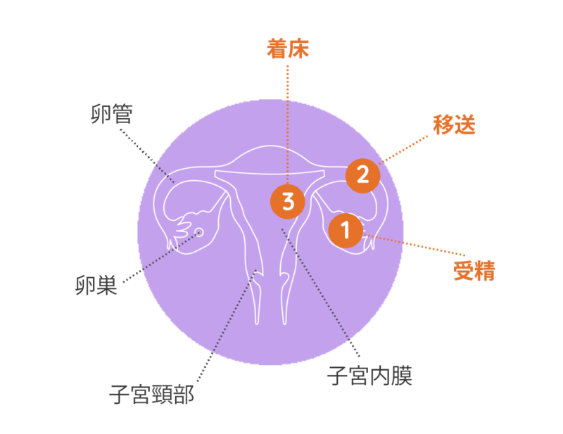 妊娠 - ABORTinfo
